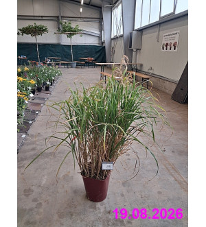 Miscanthus mix C 12 L